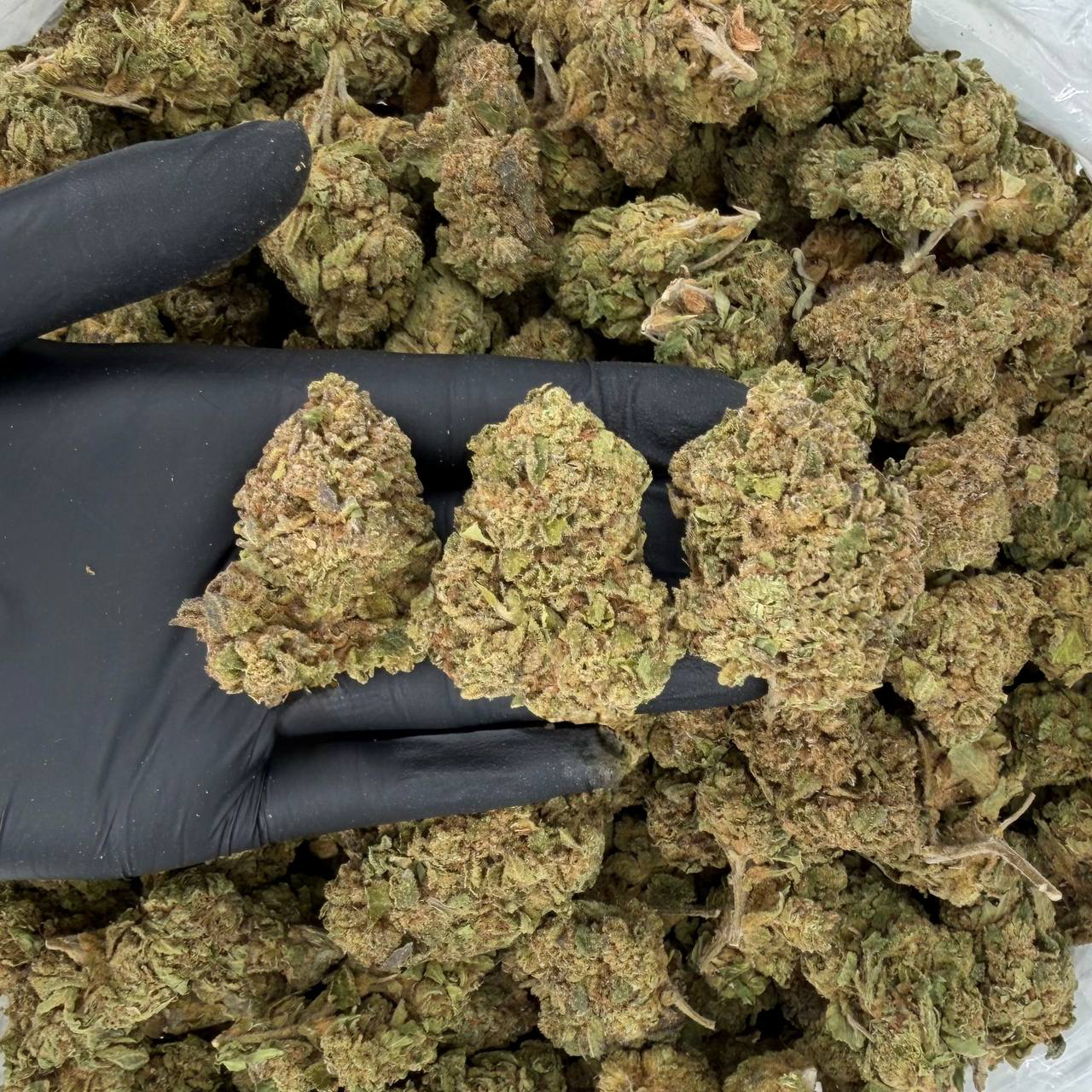 Gumbo (Solar Skunk $750)